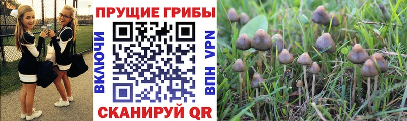 Псилоцибиновые грибы Psilocybe Чернушка